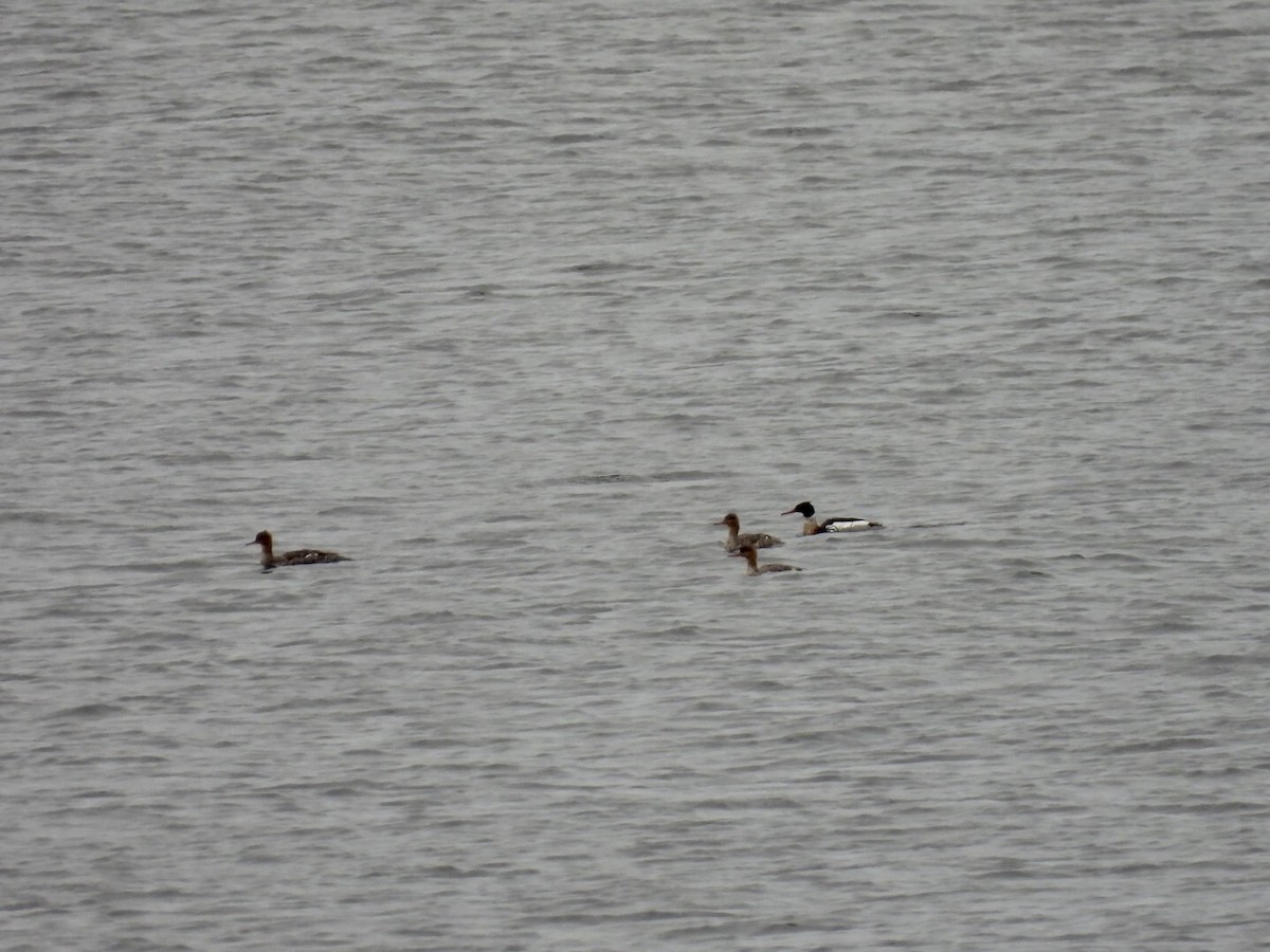 Red-breasted Merganser - ML637179940