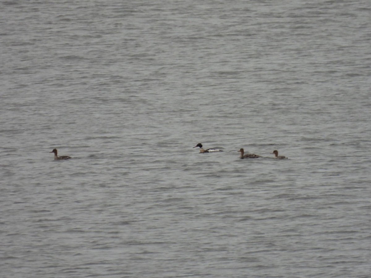 Red-breasted Merganser - ML637179941