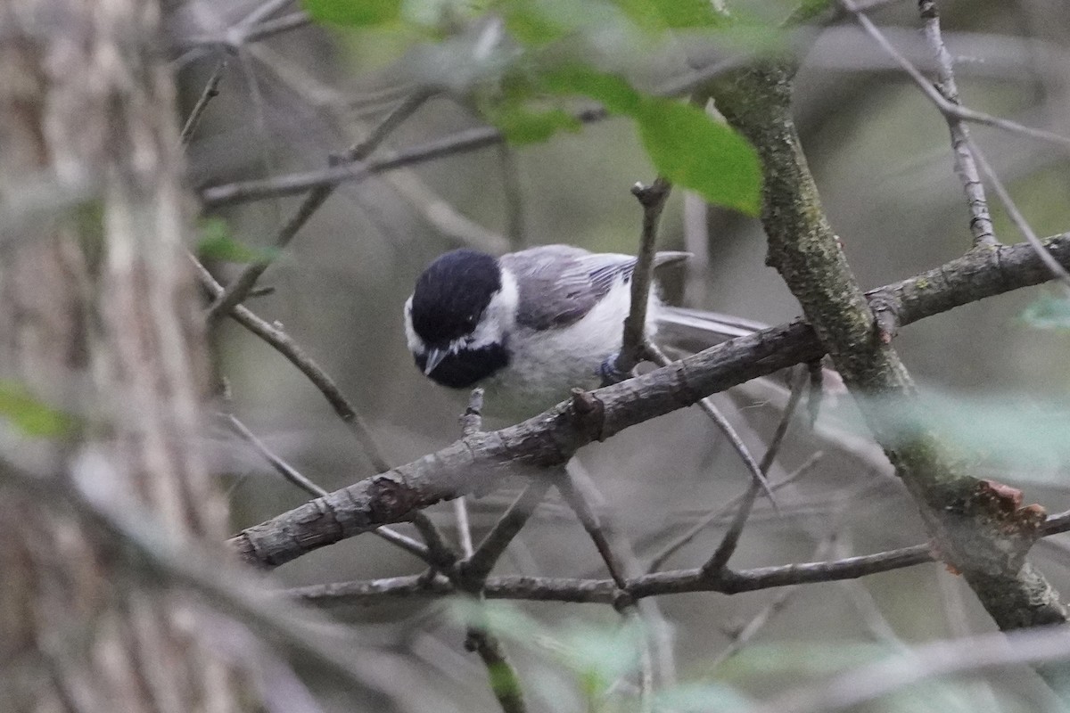 Гаїчка каролінська - ML637179952