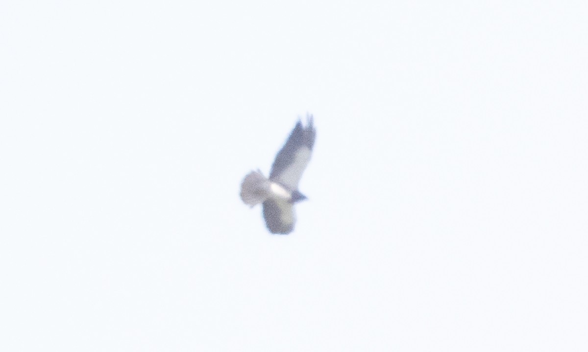 Swainson's Hawk - ML637179953
