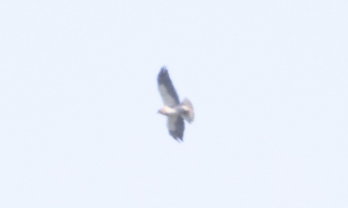 Swainson's Hawk - ML637179954