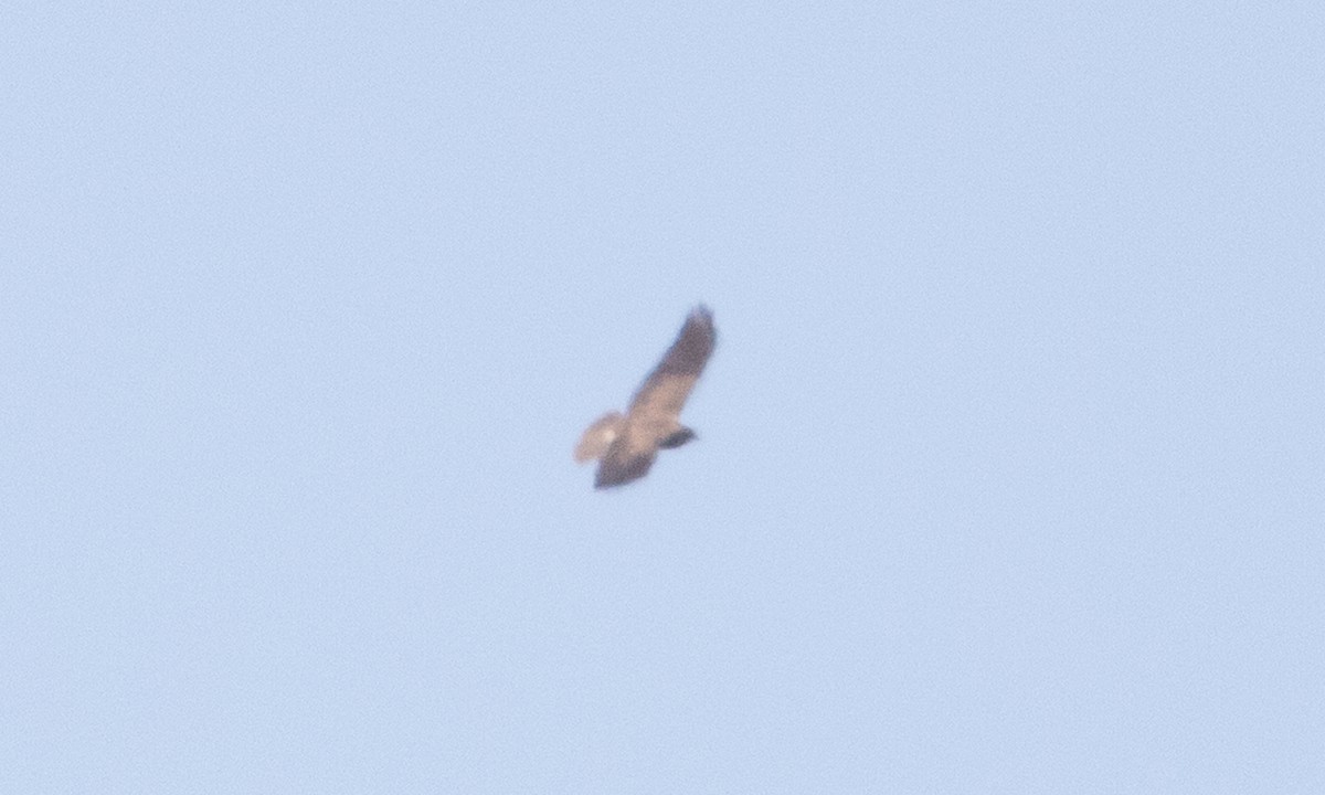 Swainson's Hawk - ML637179955