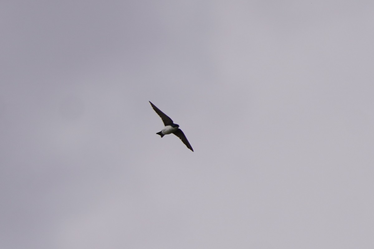 Білозорка річкова - ML637179959