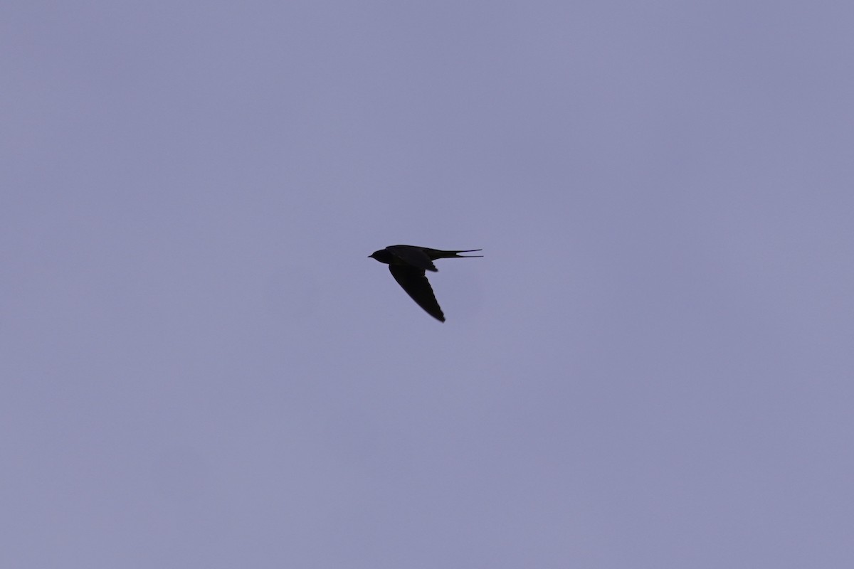 Ластівка сільська - ML637179969