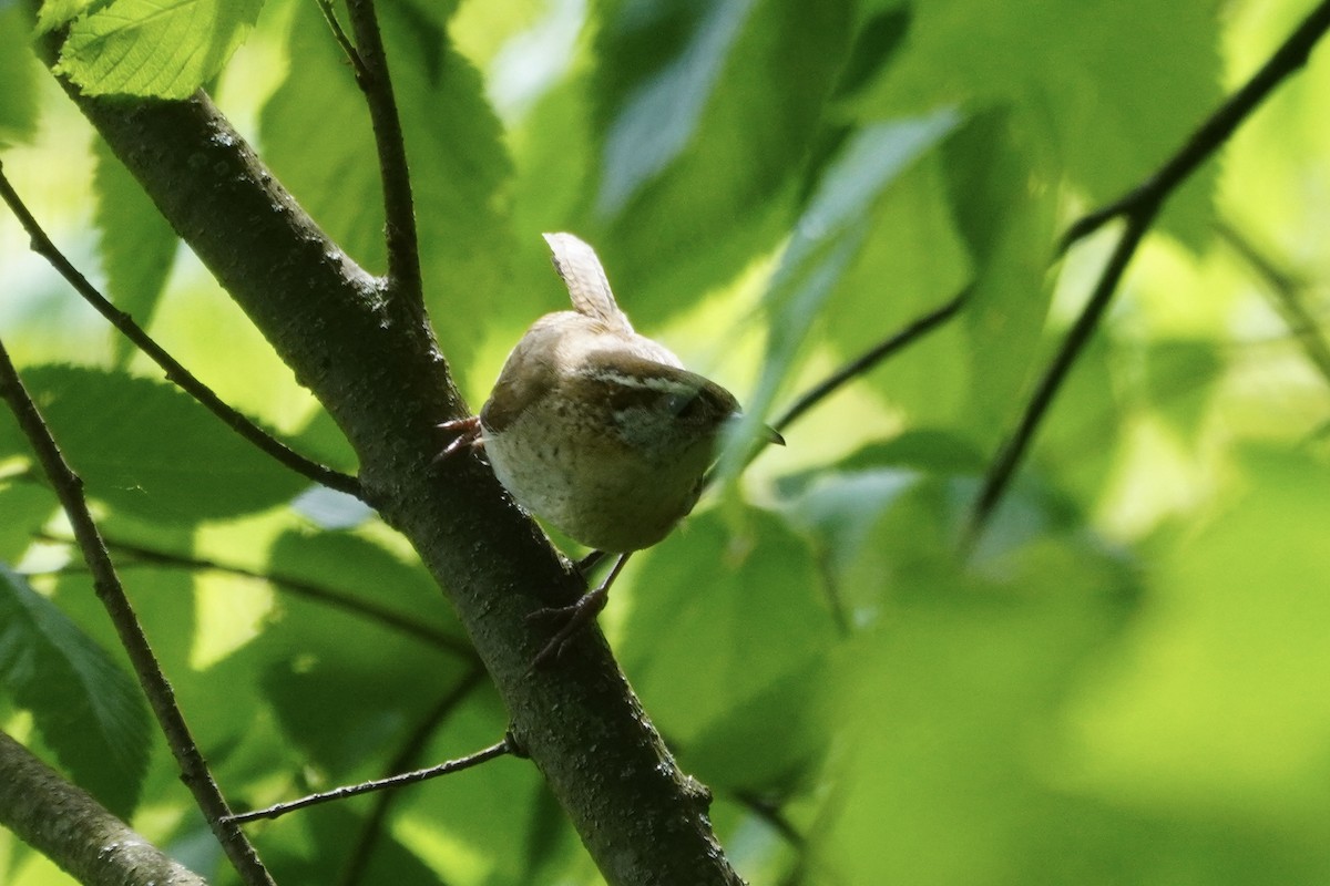 Поплітник каролінський - ML637179981