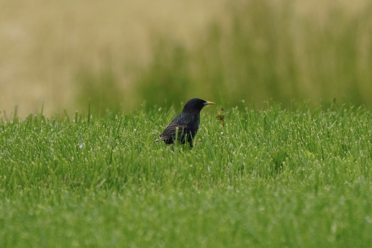 Шпак звичайний - ML637180010