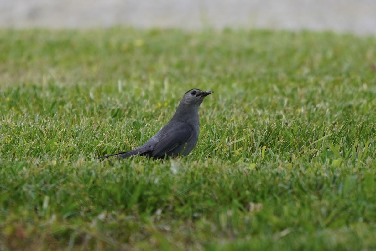 Пересмішник сірий - ML637180044
