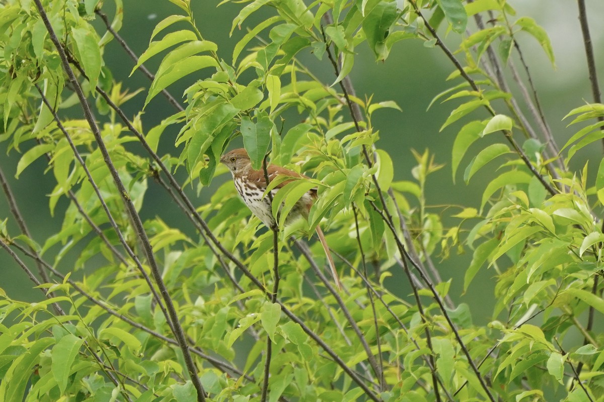 Тремблер прямодзьобий - ML637180051