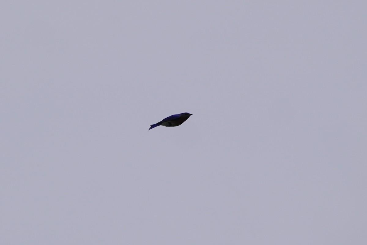 Блакитник східний - ML637180057