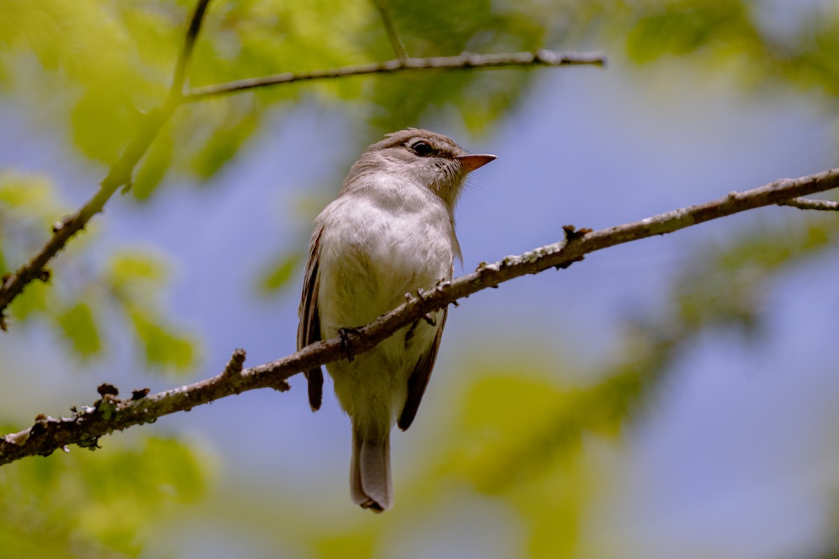 Least Flycatcher - ML637180066