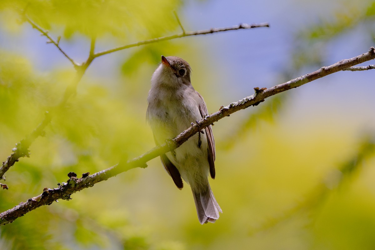 Least Flycatcher - ML637180067