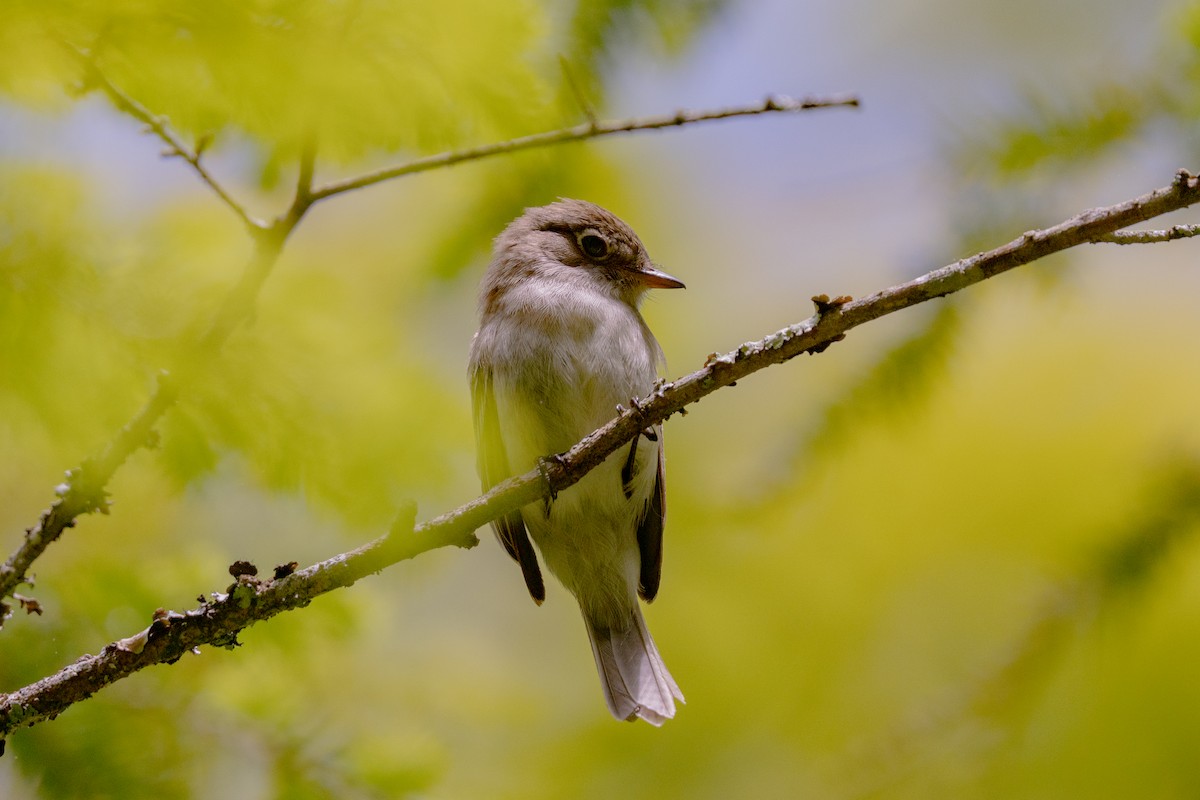 Least Flycatcher - ML637180068