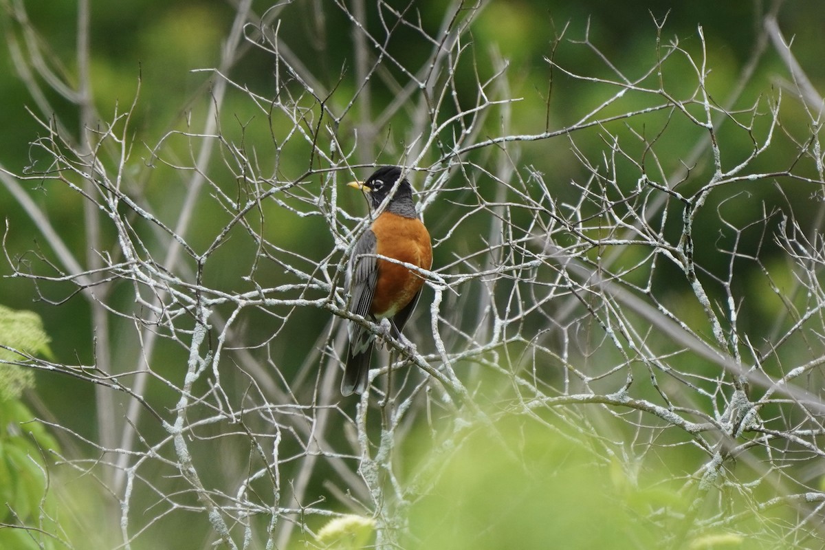 Дрізд мандрівний - ML637180080