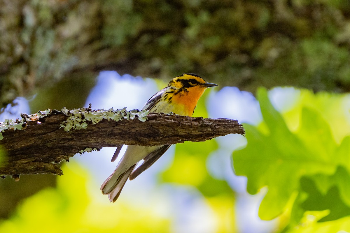 Blackburnian Warbler - ML637180083