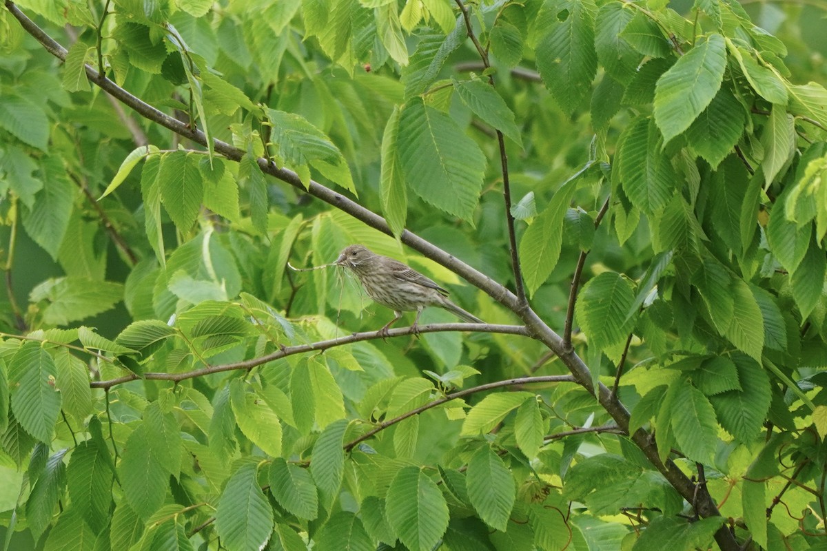 Чечевиця садова - ML637180087