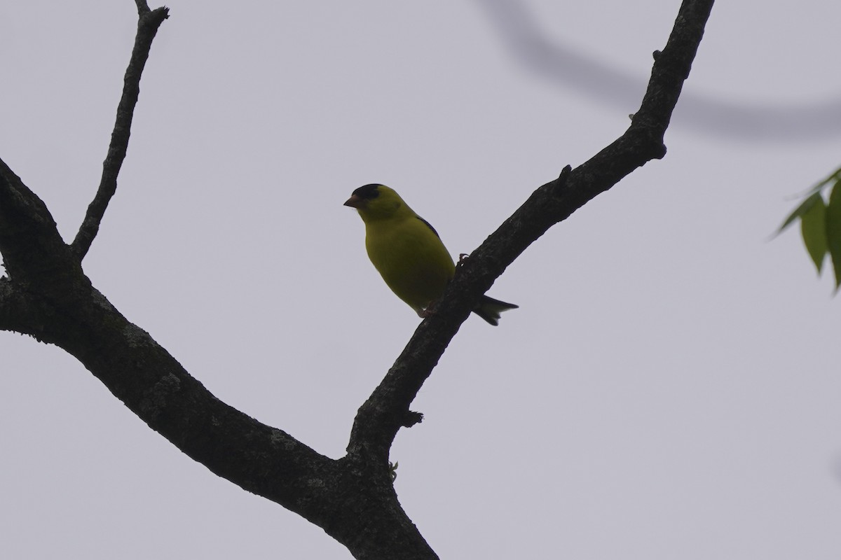 Чиж золотий - ML637180104