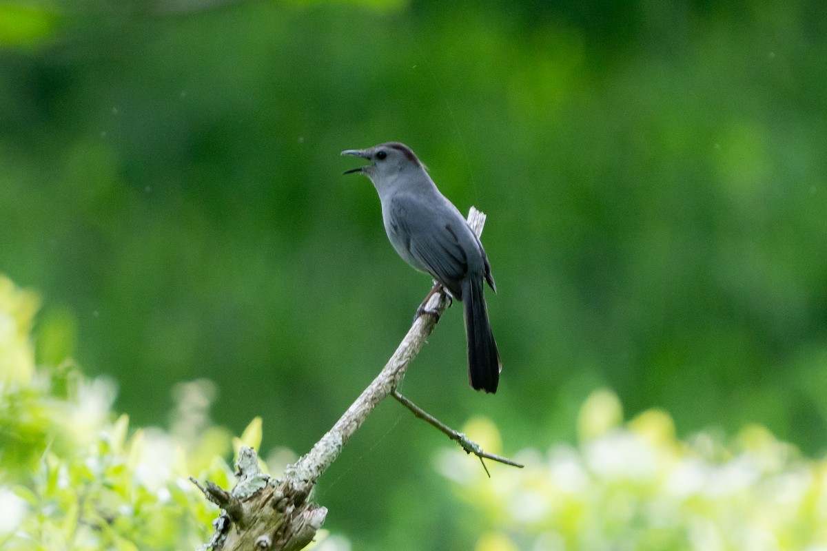 Gray Catbird - ML637180110