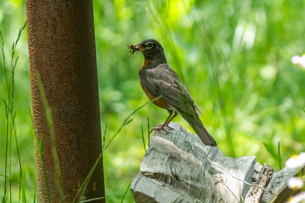 American Robin - ML637180123