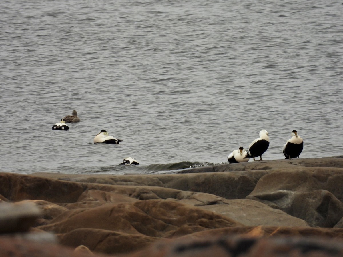 Common Eider - ML637180147