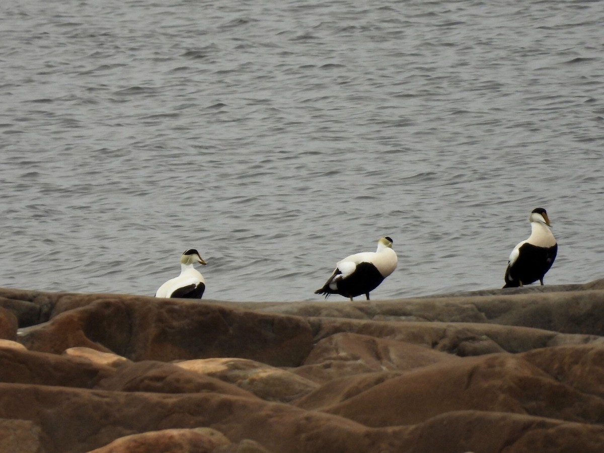 Common Eider - ML637180150