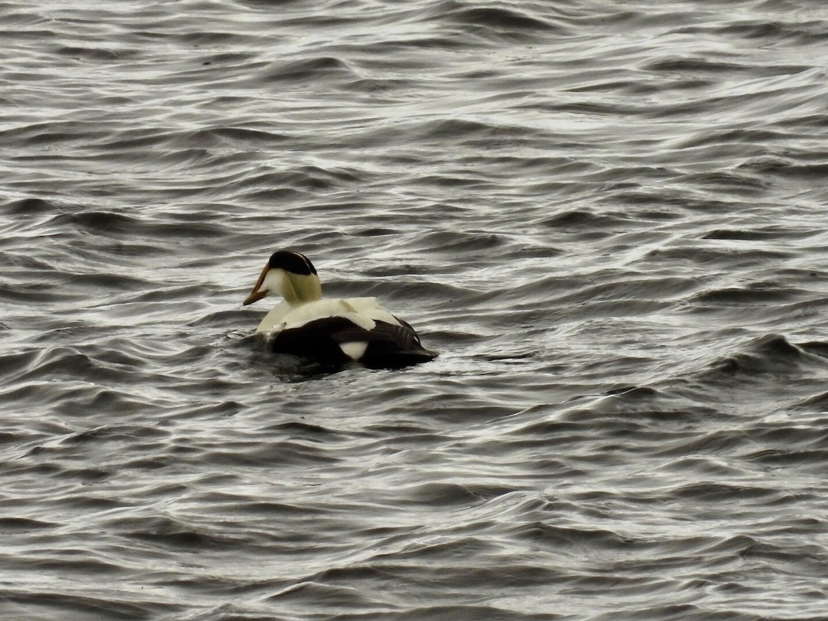 Common Eider - ML637180153