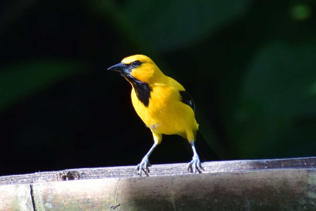 Yellow Oriole - ML637180159