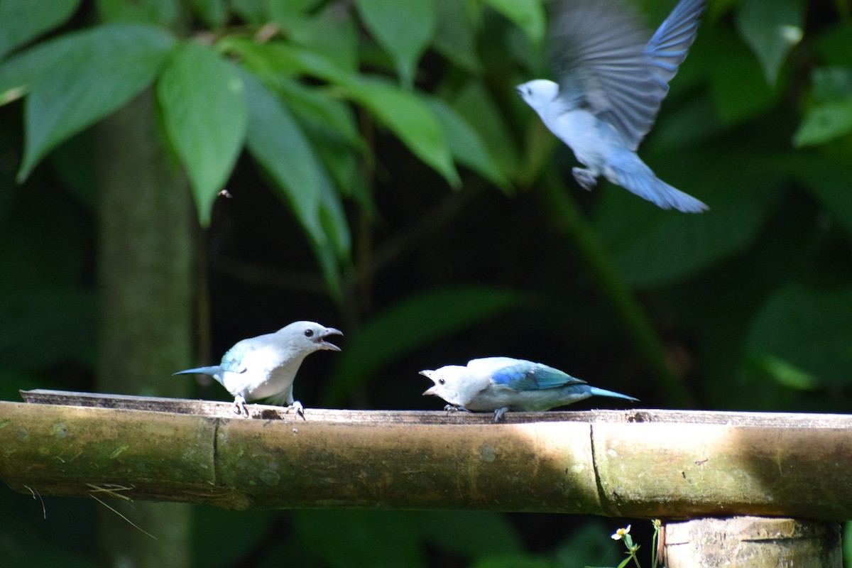 Blue-gray Tanager - ML637180199