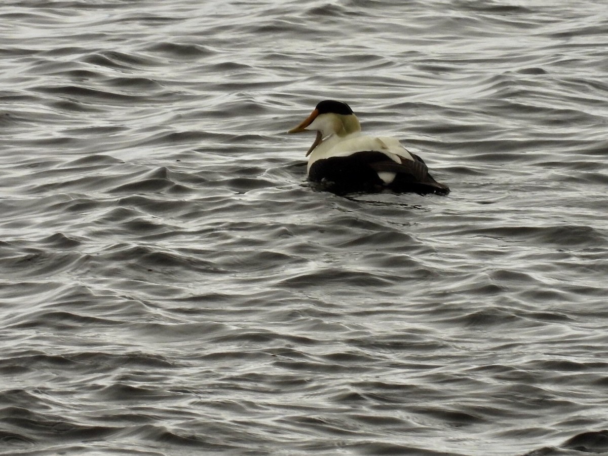 Common Eider - ML637180204