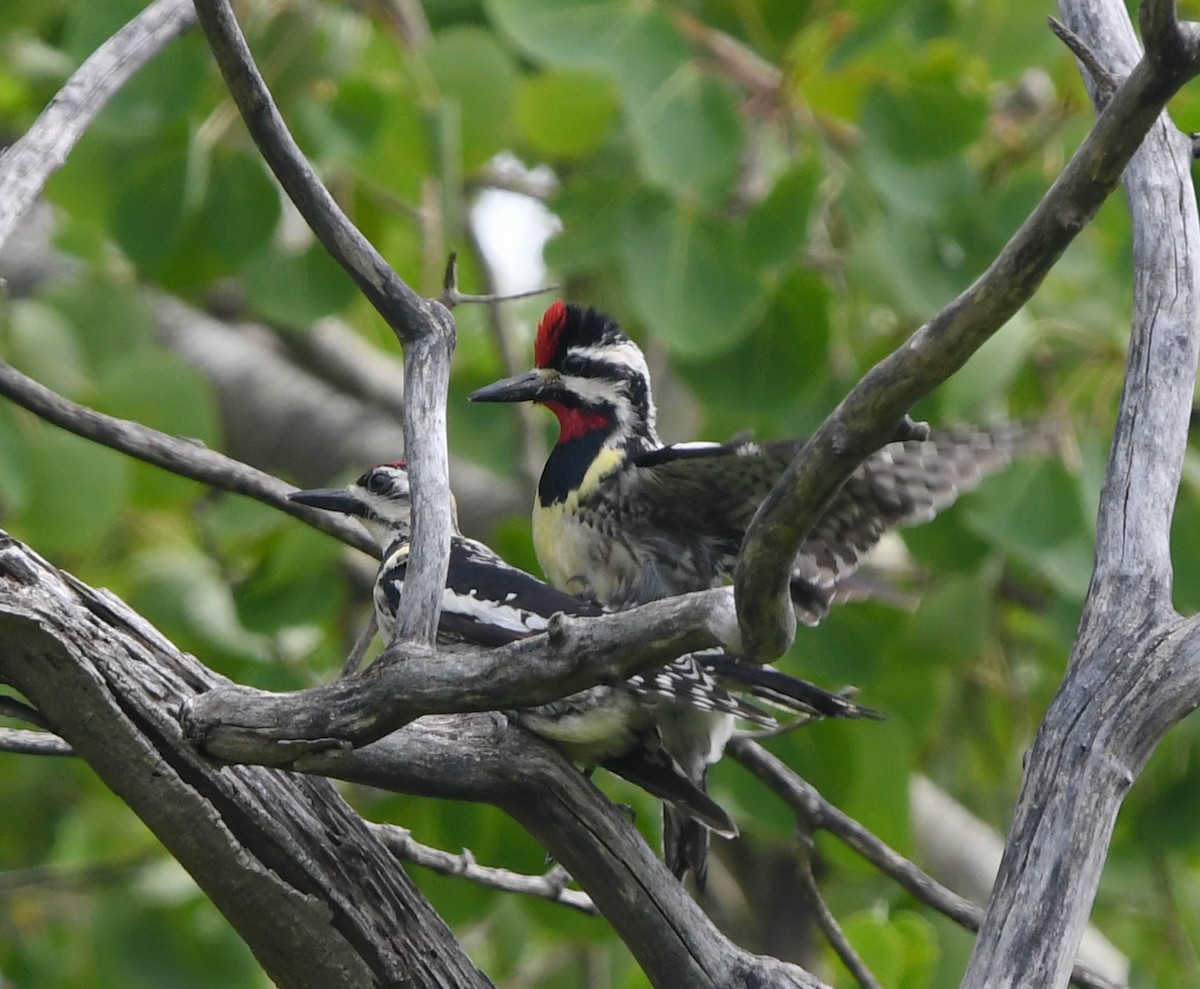 Yellow-bellied Sapsucker - ML637180213