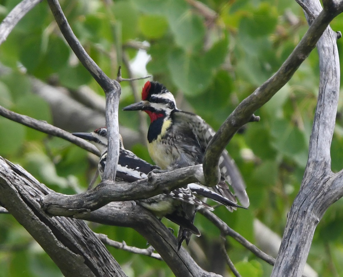 Yellow-bellied Sapsucker - ML637180214