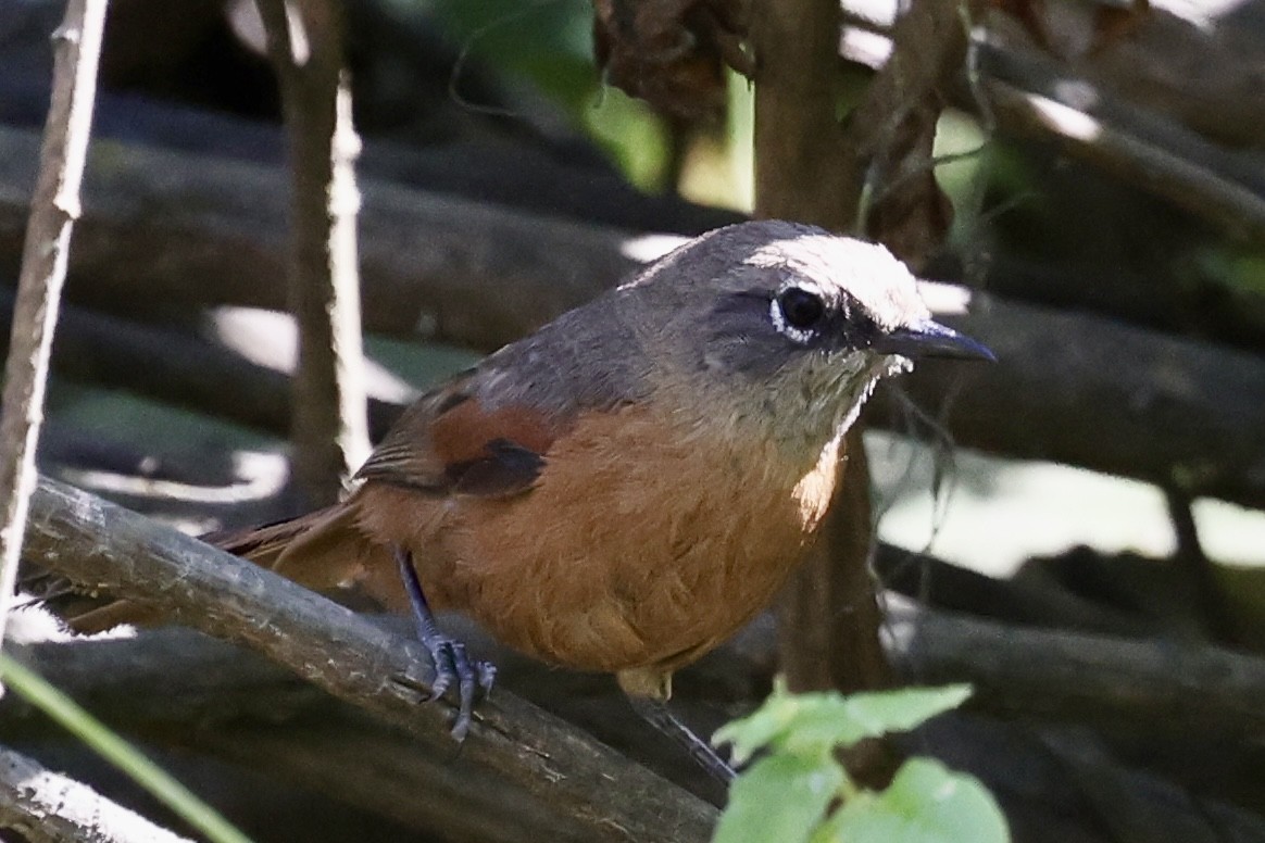 Russet-bellied Spinetail - ML637180236