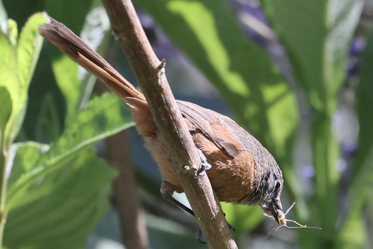 Russet-bellied Spinetail - ML637180241