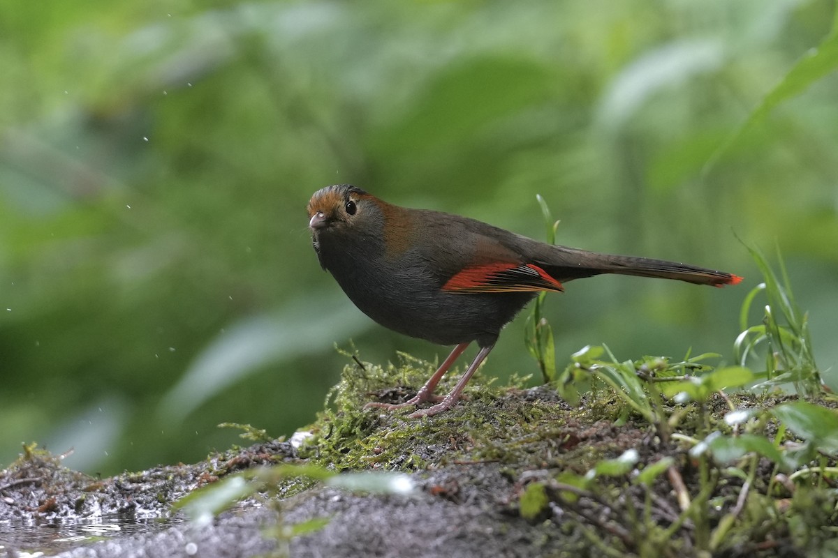 Emei Shan Liocichla - ML637180270