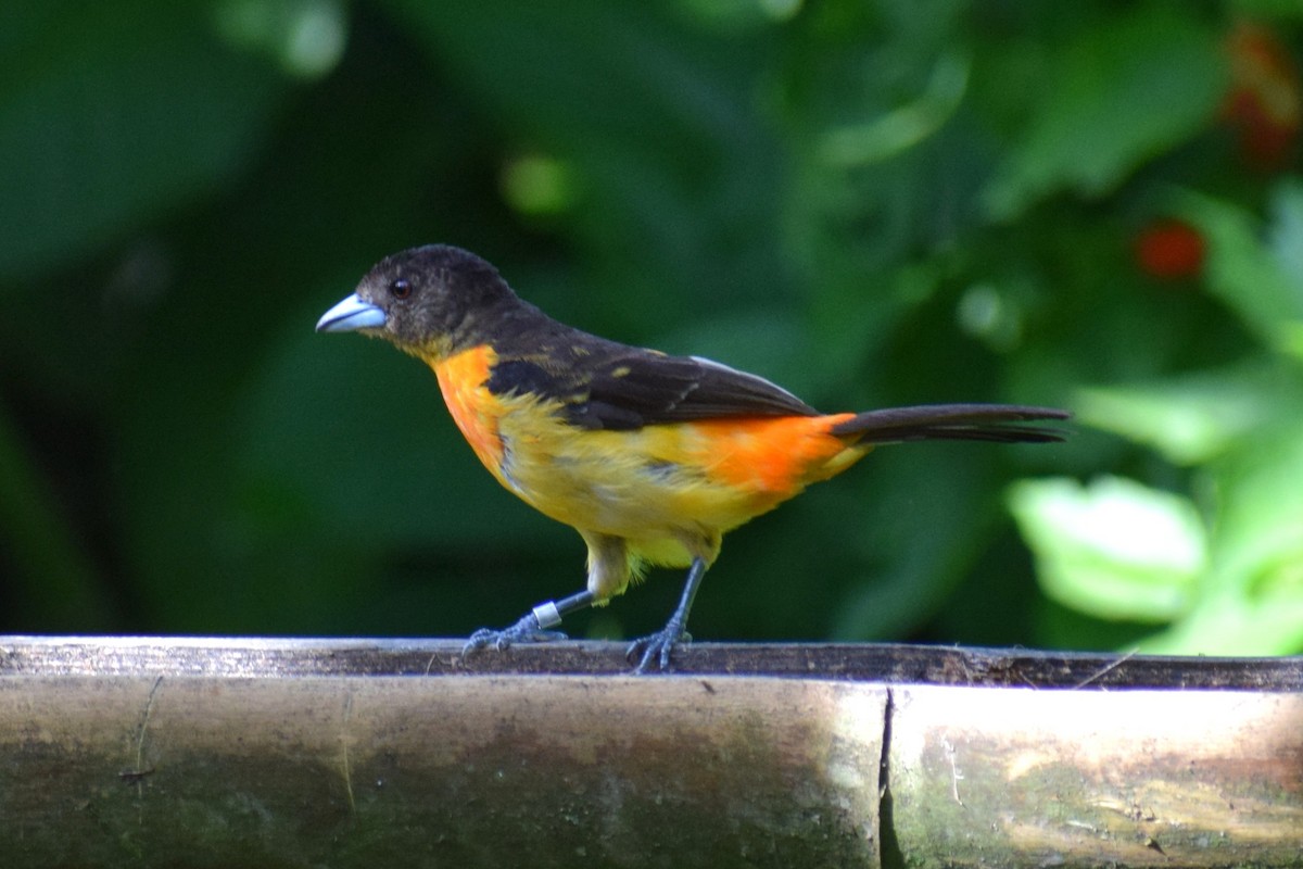 Flame-rumped Tanager - ML637180278