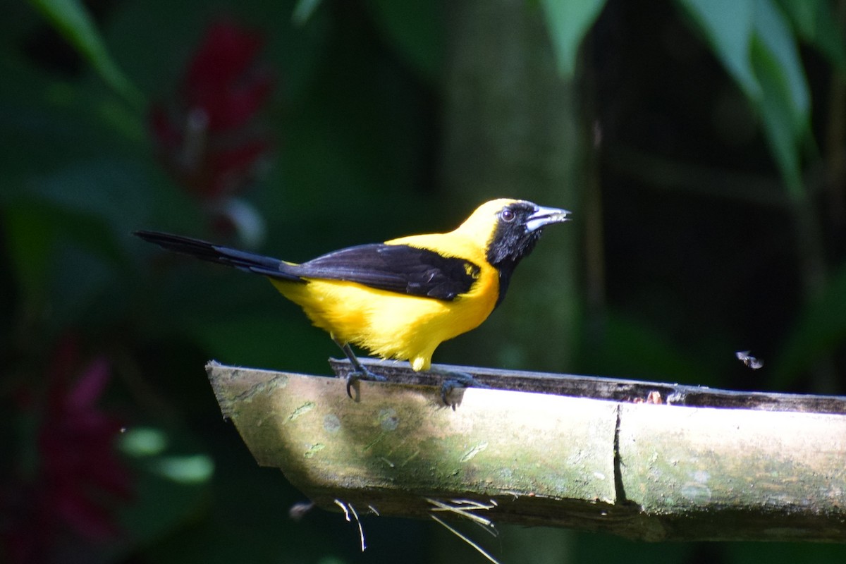 Yellow-backed Oriole - ML637180317