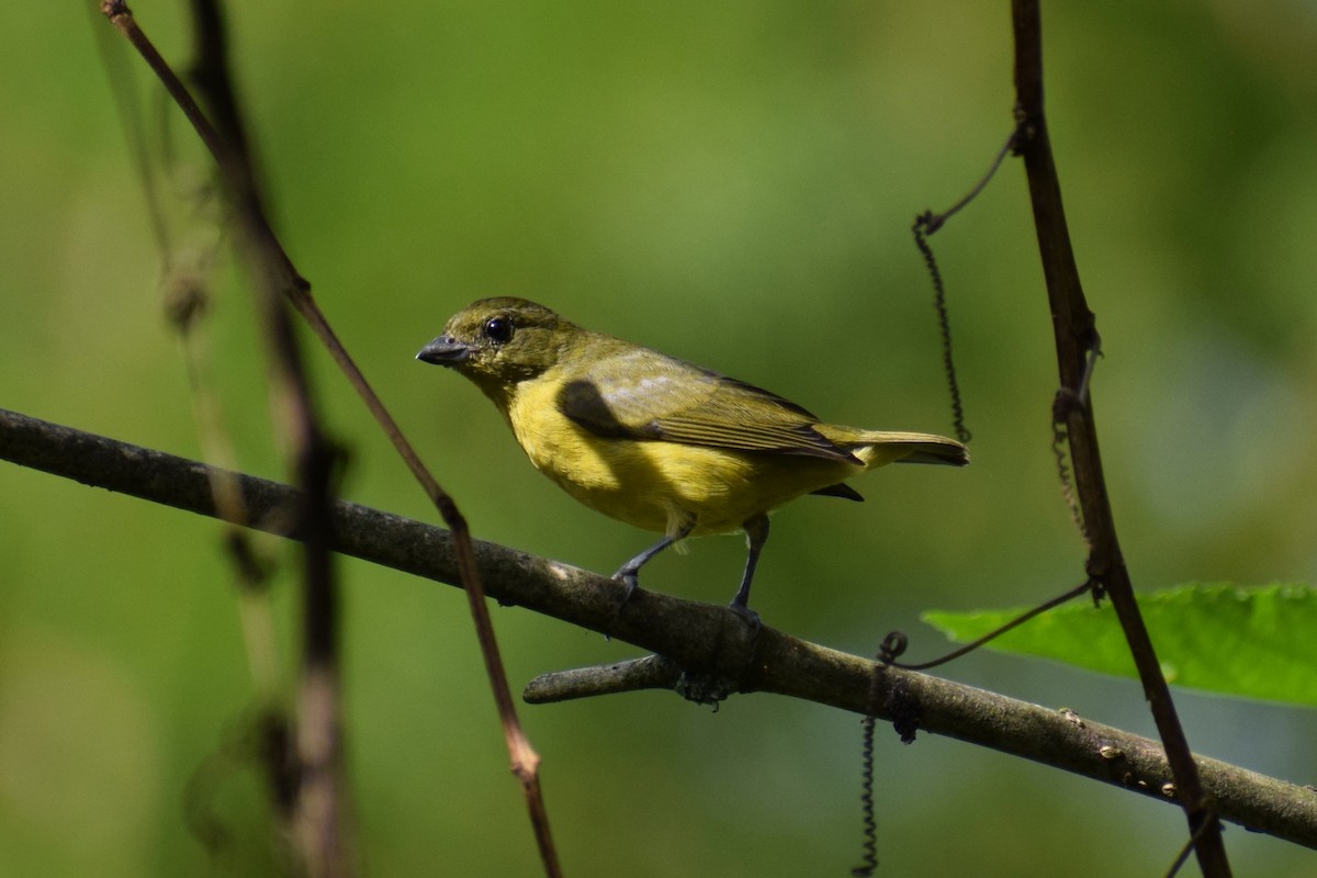 Thick-billed Euphonia - ML637180385