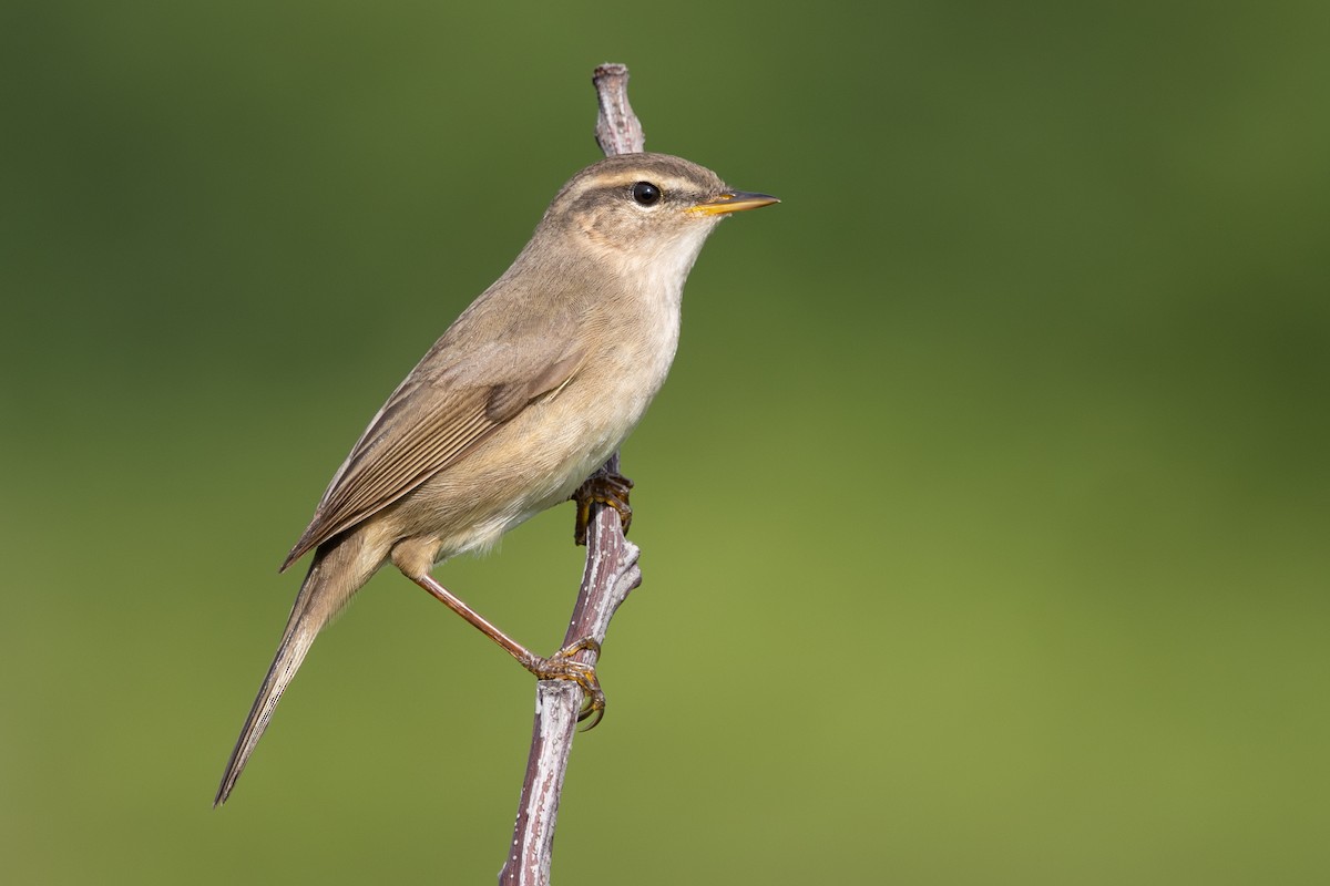 Dusky Warbler - ML637180416