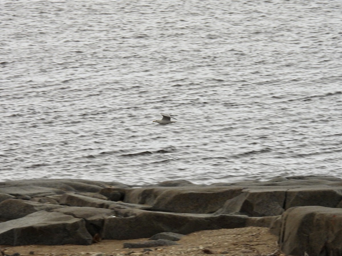 American Herring Gull - ML637180429