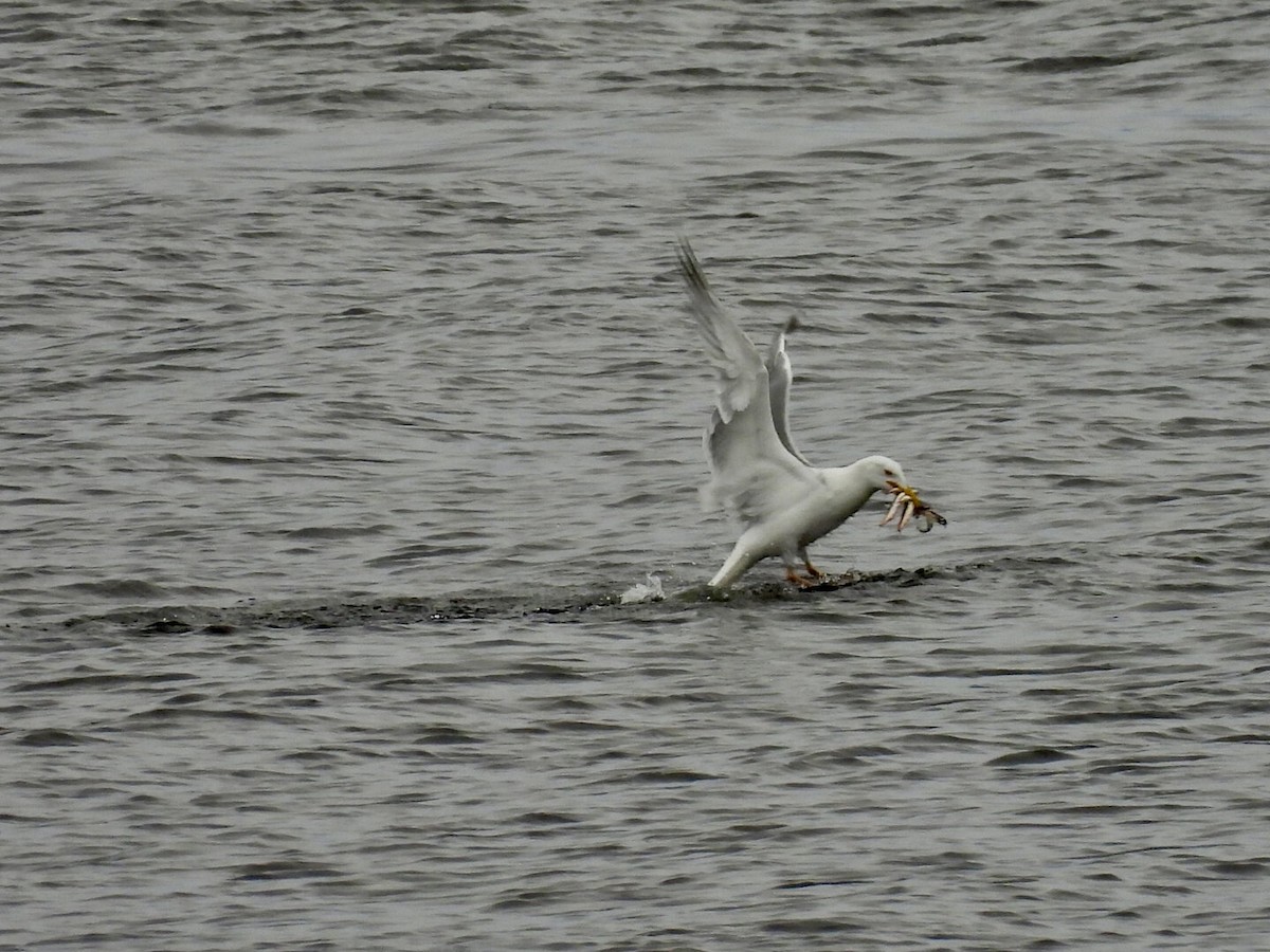 American Herring Gull - ML637180431