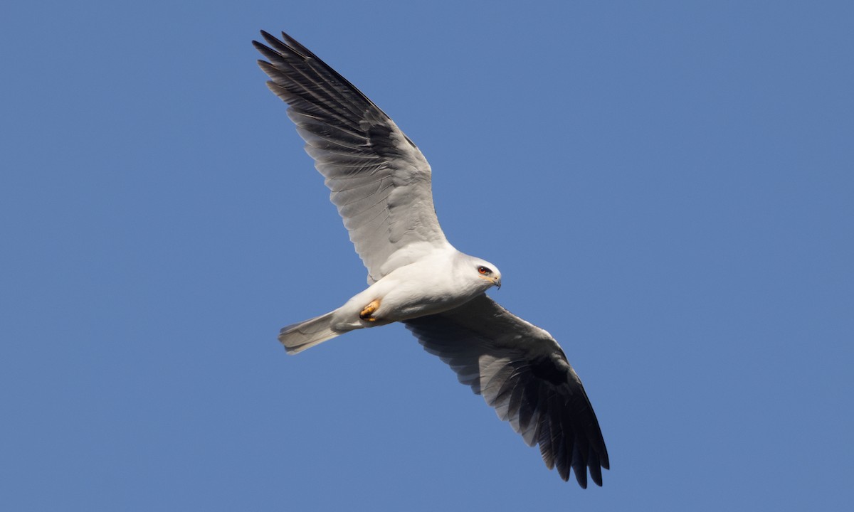 White-tailed Kite - ML637180462