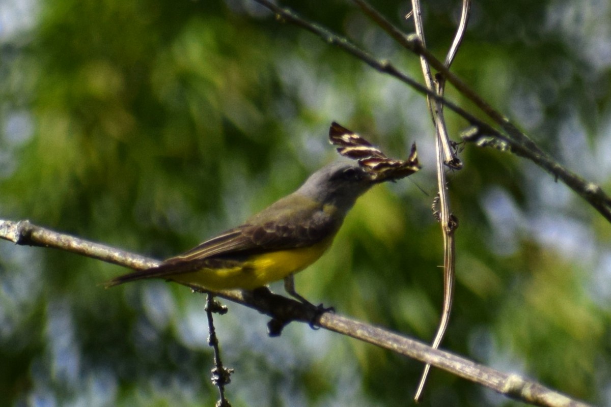 Tropical Kingbird - ML637180465