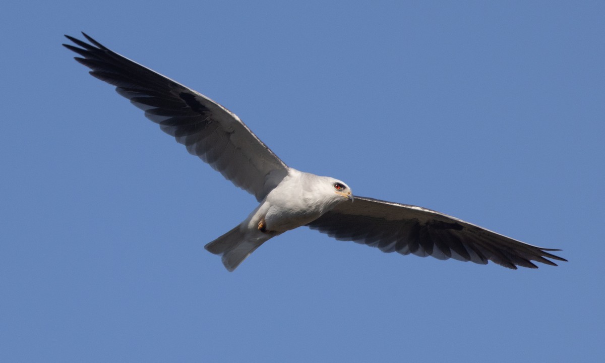 White-tailed Kite - ML637180488