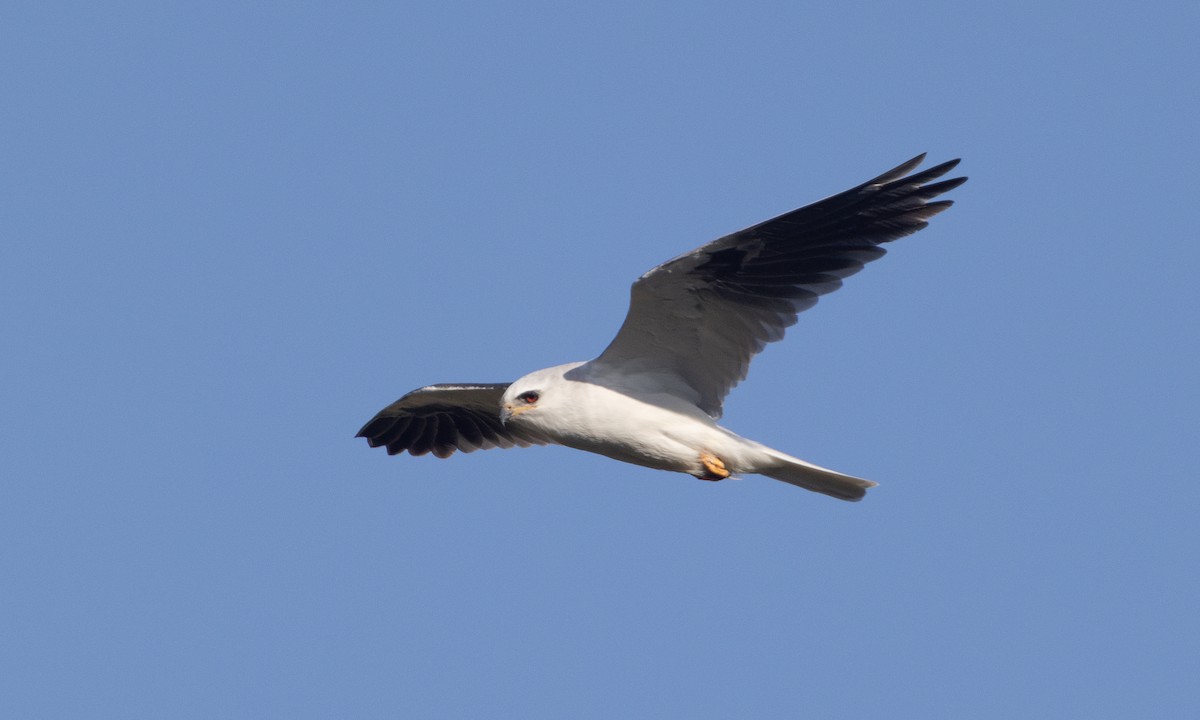 White-tailed Kite - ML637180489