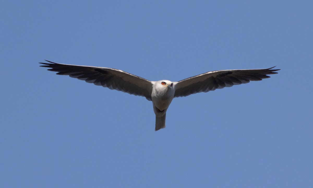 White-tailed Kite - ML637180491