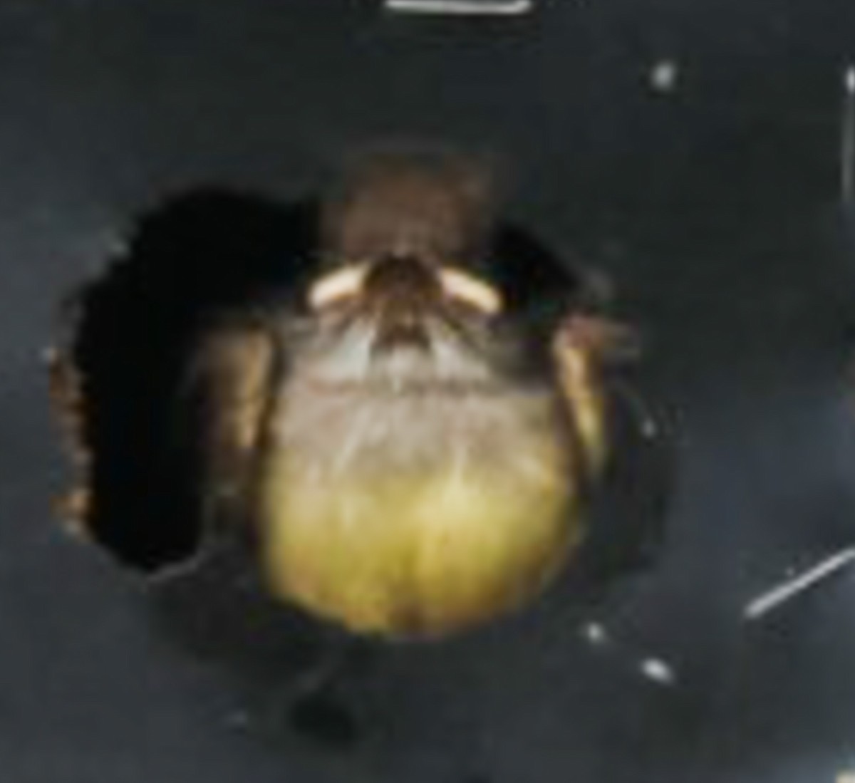 Great Crested Flycatcher - ML637180508