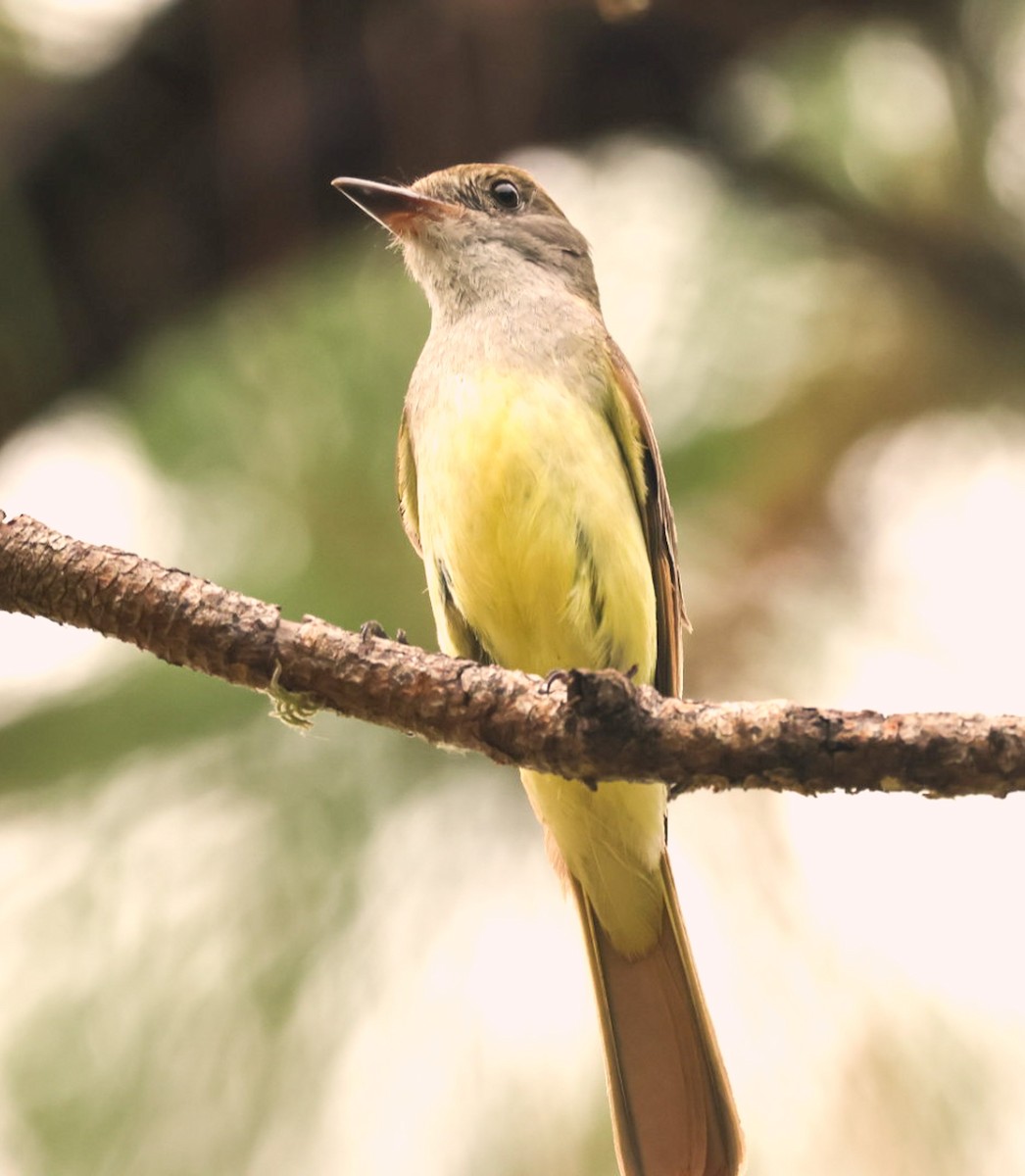 Great Crested Flycatcher - ML637180510