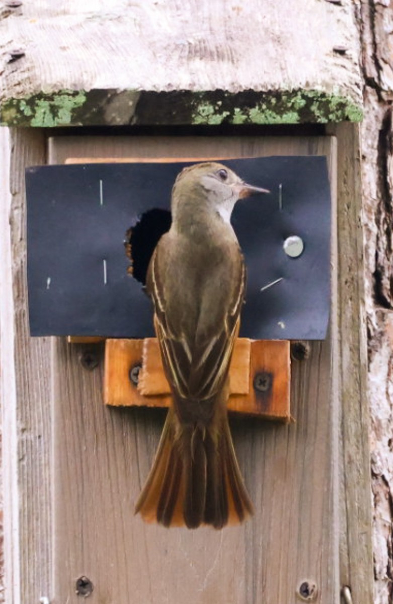 Great Crested Flycatcher - ML637180511
