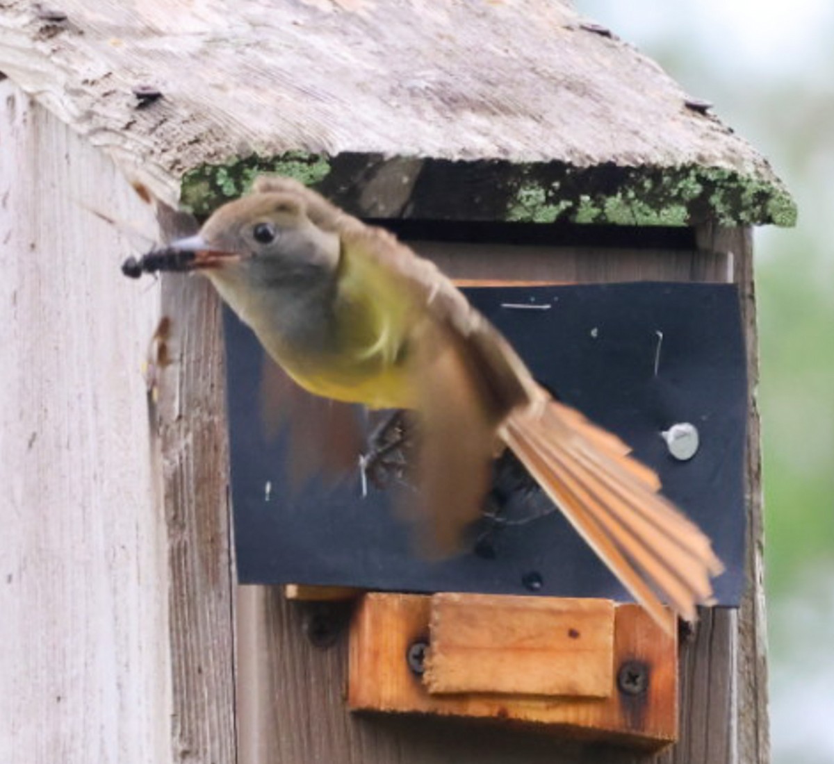 Great Crested Flycatcher - ML637180512