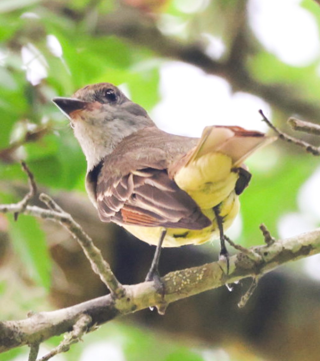Great Crested Flycatcher - ML637180513