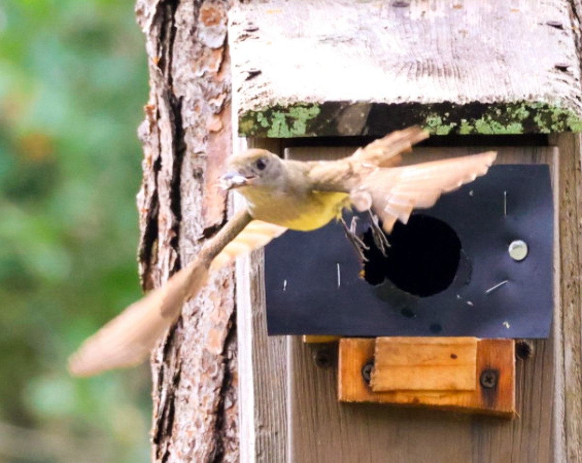 Great Crested Flycatcher - ML637180514